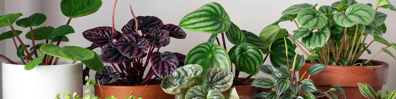 Best indoor plants in Kanpur with home delivery – air purifying and decorative houseplants available at Plant For Indoor