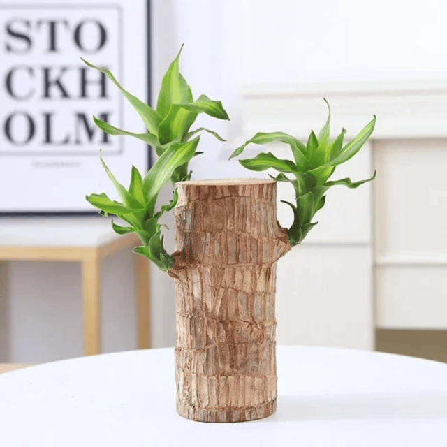Lucky Bamboo Plant (Brazilian Lucky Wood) – Indoor Feng Shui Plant