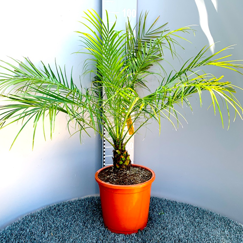 Phoenix Palm Plant