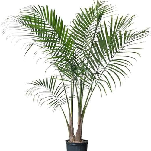 king Palm Plant
