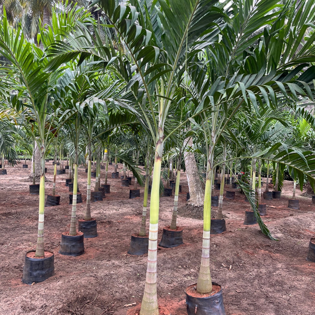 Green Veichia Merrillia Palm