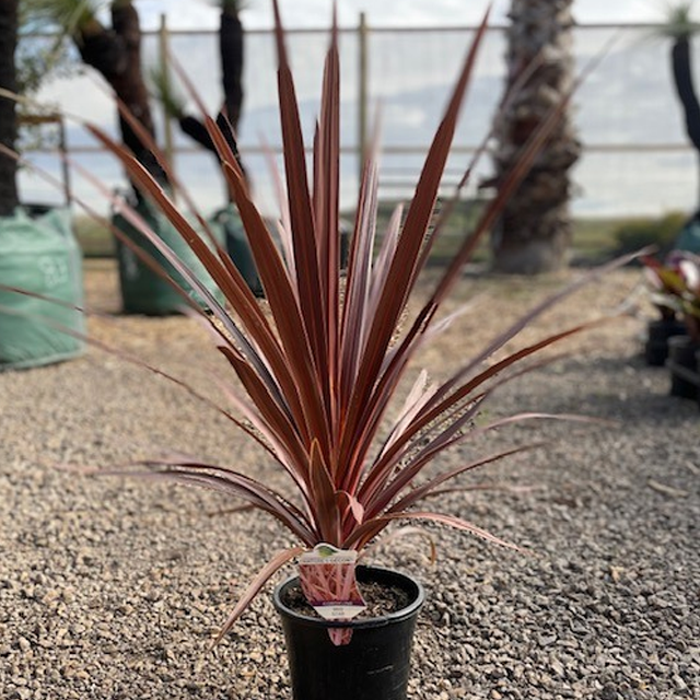 Cordyline Pocahontas
