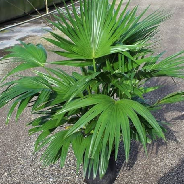 Pichodiya palm plant