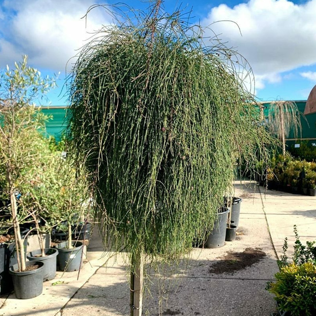 Casuarina glauca plants