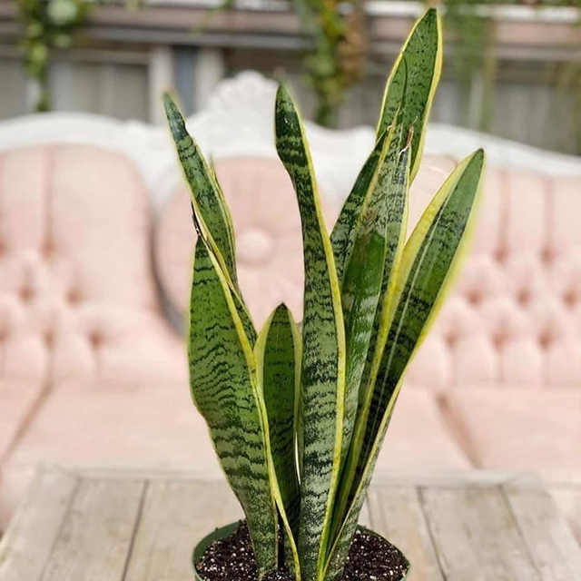 Sansevieria plant