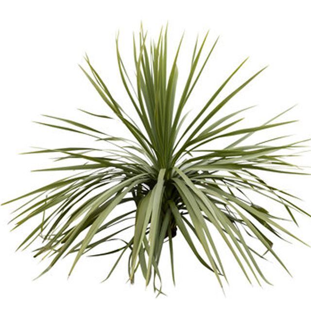 Yucca plant, indoor yucca plant India, outdoor yucca plant, low maintenance indoor plant, decorative plant for home, drought tolerant plants, buy yucca plant online, office indoor plants
