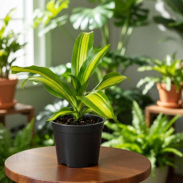 Dracaena Massangeana Giganta, corn plant indoor India, large indoor plants for home, office decorative plants, air purifying indoor plants, buy dracaena plant online, premium indoor plants India