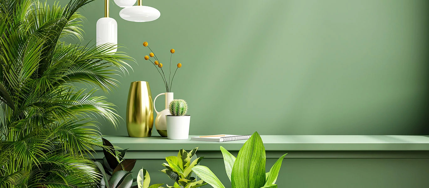 Find your <br>dream plants